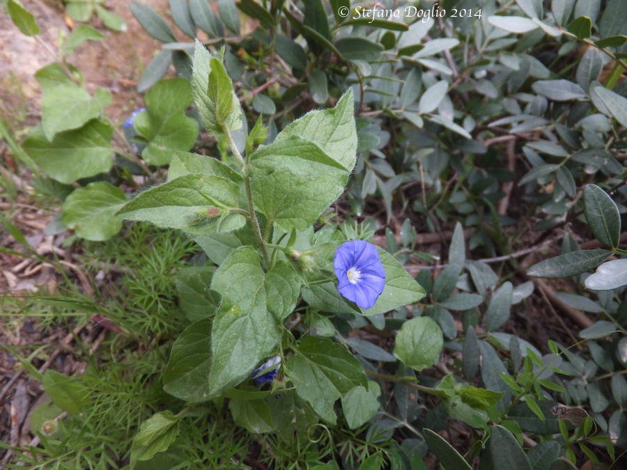 Convolvulus siculus / Vilucchio siciliano